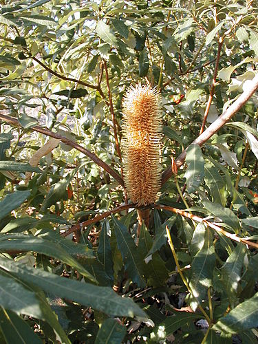 Banksia paludosa